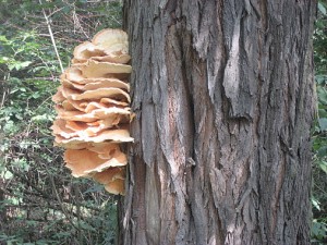 IMG_1047.jpg