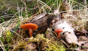 IMG_1078.JPG