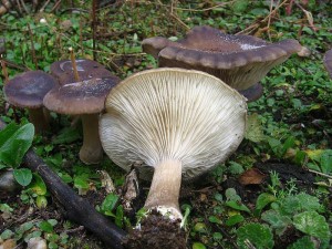 IMG_1080.jpg