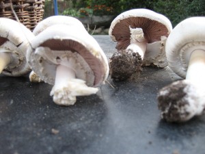 IMG_1083.jpg
