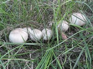 IMG_1087.jpg