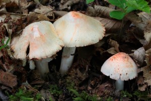 IMG_1092.jpg