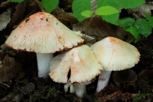 IMG_1102.jpg