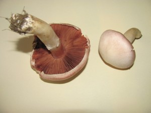 IMG_1110.JPG