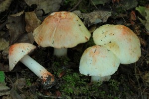 IMG_1118.jpg