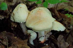 IMG_1125.jpg