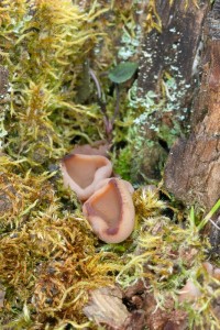 IMG_1144.jpg
