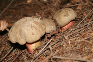 IMG_1165.JPG