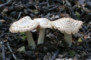 IMG_1174.jpg