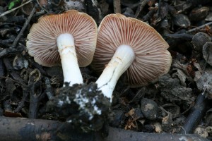 IMG_1176.jpg