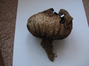 IMG_1203.JPG