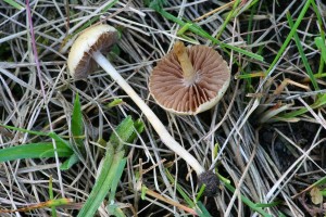 IMG_1204.jpg