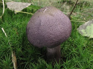 IMG_1222.JPG