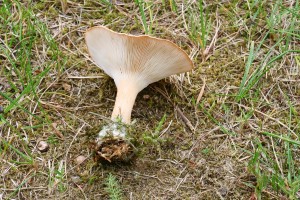 IMG_1265.jpg