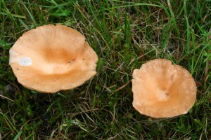 IMG_1270.jpg