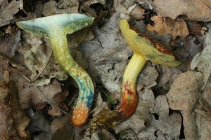 IMG_1271.jpg