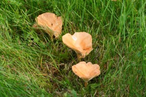IMG_1273.jpg