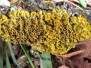 IMG_1273.jpg