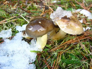 IMG_1287.JPG