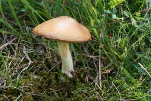 IMG_1319.jpg
