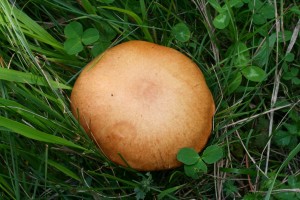 IMG_1321.jpg