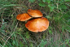 IMG_1324.jpg