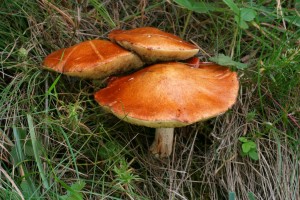 IMG_1327.jpg