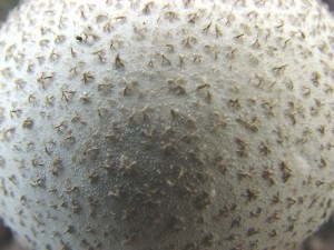 IMG_1331.jpg