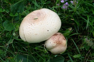 IMG_1337.jpg
