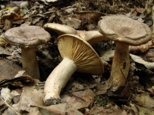 IMG_1356.jpg