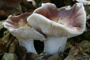 IMG_1410.jpg