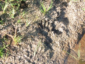 IMG_1429.jpg