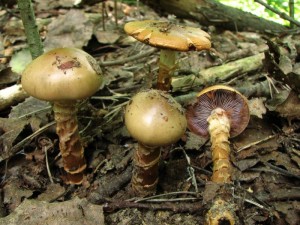 IMG_1461.jpg
