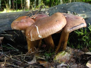 IMG_1559.jpg
