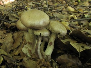 IMG_1596.jpg