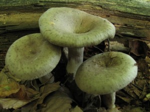 IMG_1599.jpg
