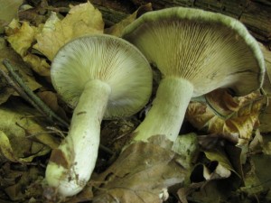 IMG_1602.jpg