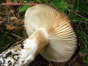 IMG_1661.jpg