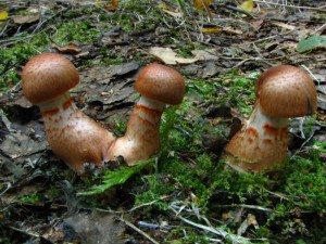 IMG_1737.jpg