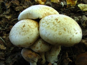 IMG_1772.jpg