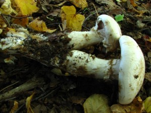 IMG_1777.jpg