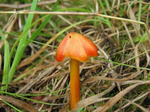 IMG_1809.jpg