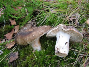 IMG_1856.jpg