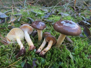 IMG_1916.jpg