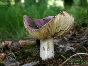 IMG_1961.JPG