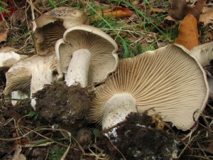 IMG_1987.jpg
