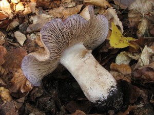 IMG_2004.jpg