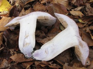 IMG_2009.jpg