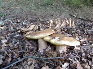 IMG_20120624_092409a.JPG