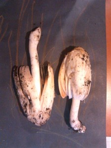 IMG_20120929_202030.jpg